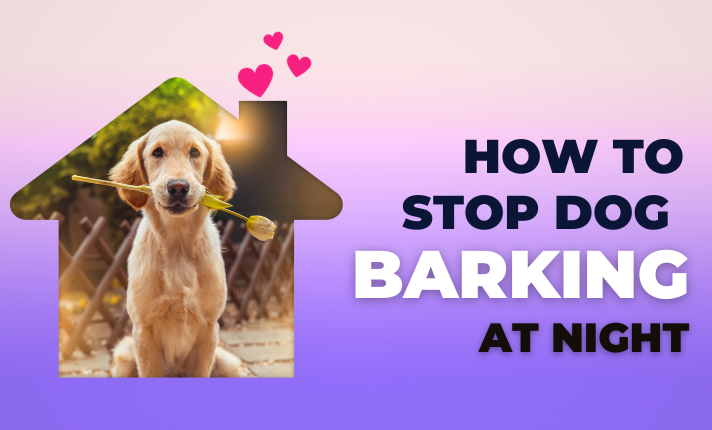 How to Stop a Dog Barking at Night