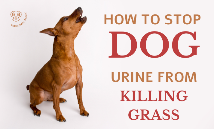 How to Stop Dog Urine From Killing Grass Naturally