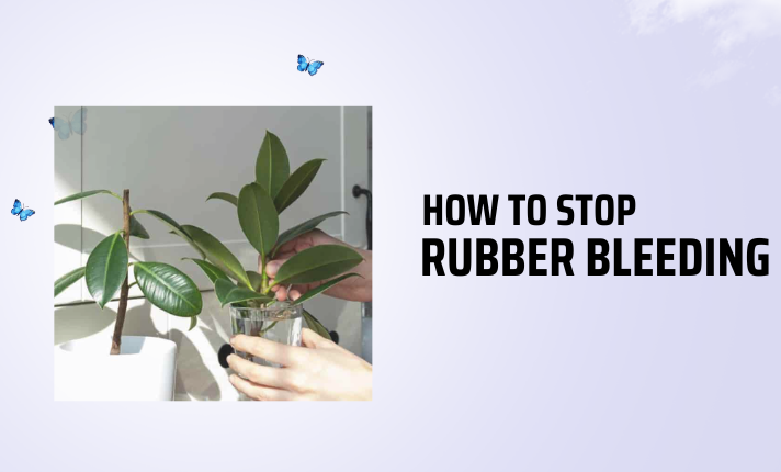 How To Stop Rubber Bleeding 